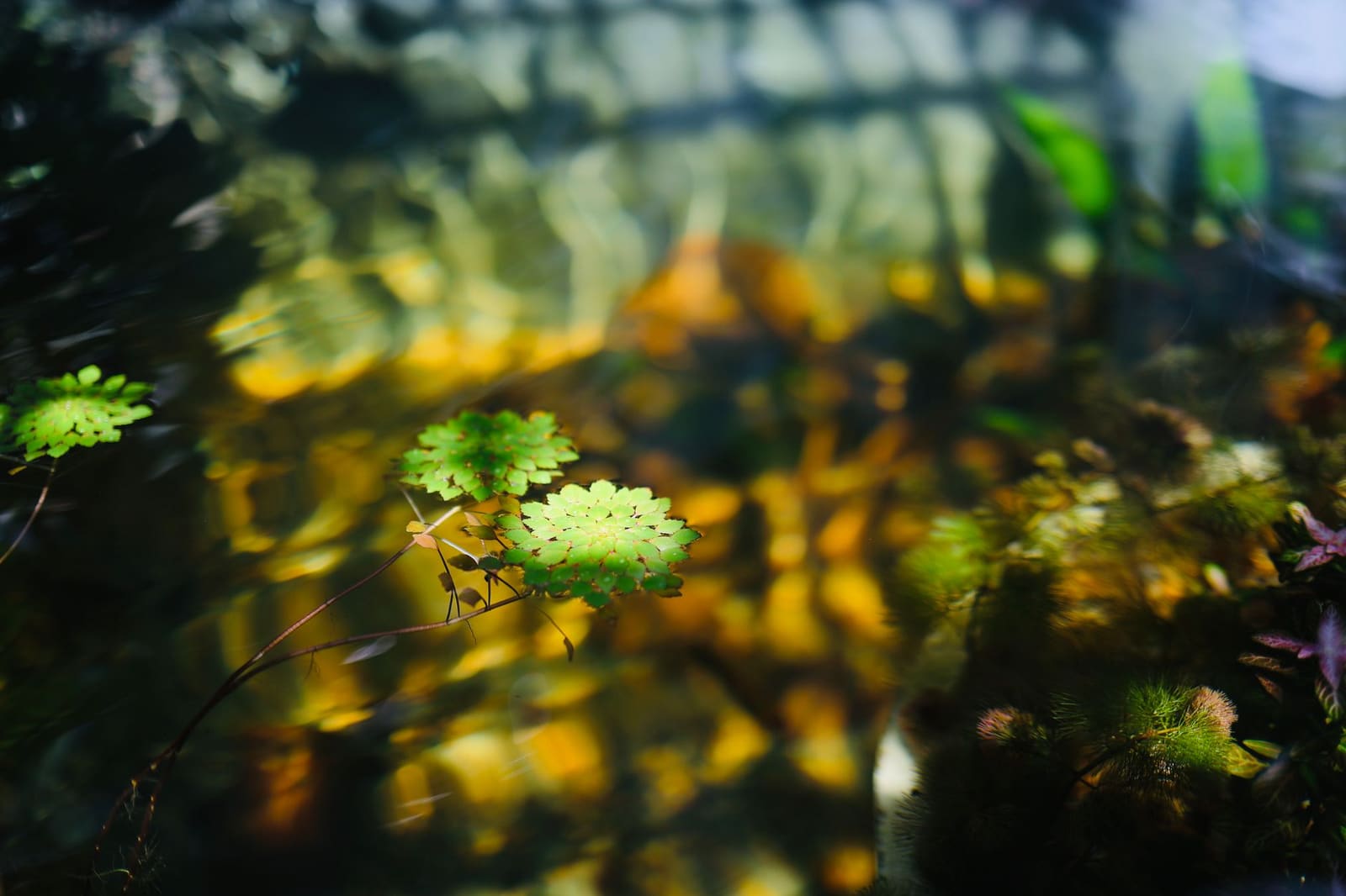 Wateroppervlak van een vijver met drijvende waterplanten en gele weerspiegelingen