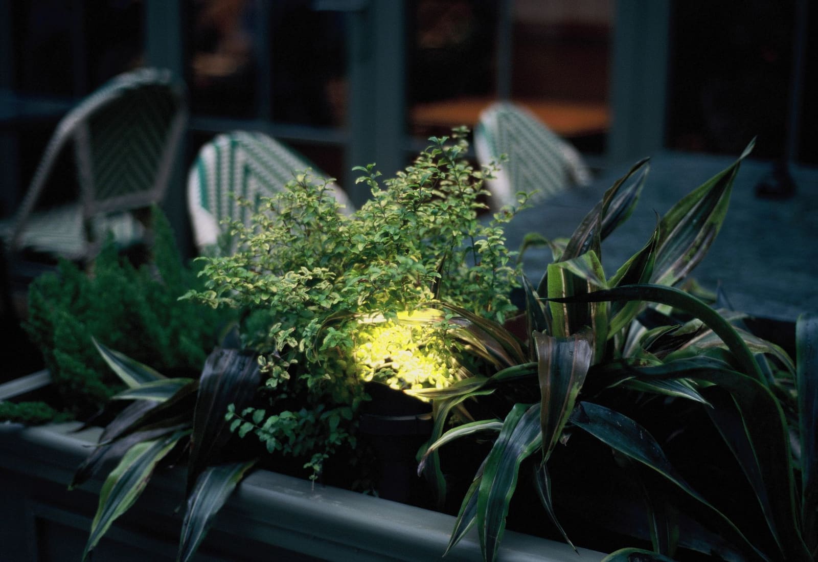 Potplanten op een donker terras, van onderaf verlicht door een lamp tussen het blad